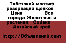 Тибетский мастиф резервация щенков › Цена ­ 100 000 - Все города Животные и растения » Собаки   . Алтайский край